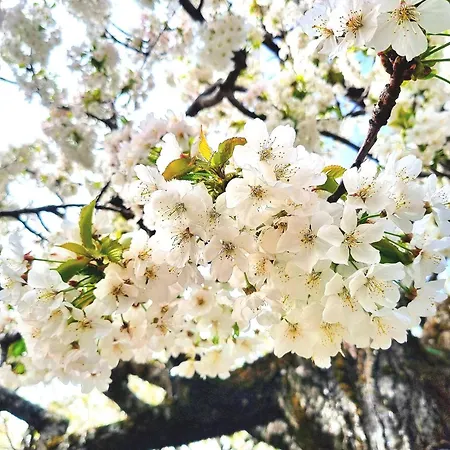 Albareilla By #cherrygredos * El Arenal (Castile and Leon)