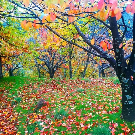 Albareilla By #cherrygredos *