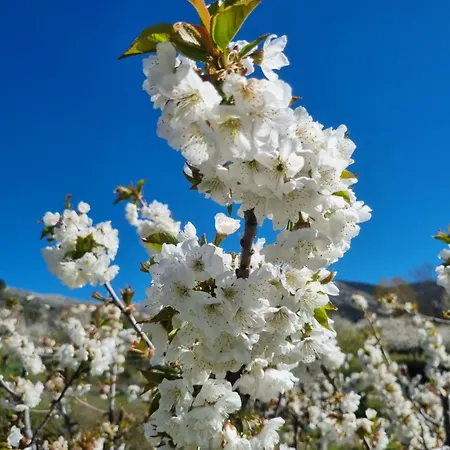 Albareilla By #cherrygredos El Arenal (Castile and Leon)