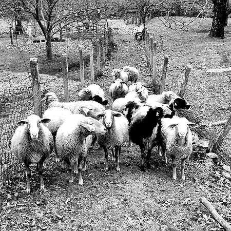 Albareilla By #cherrygredos