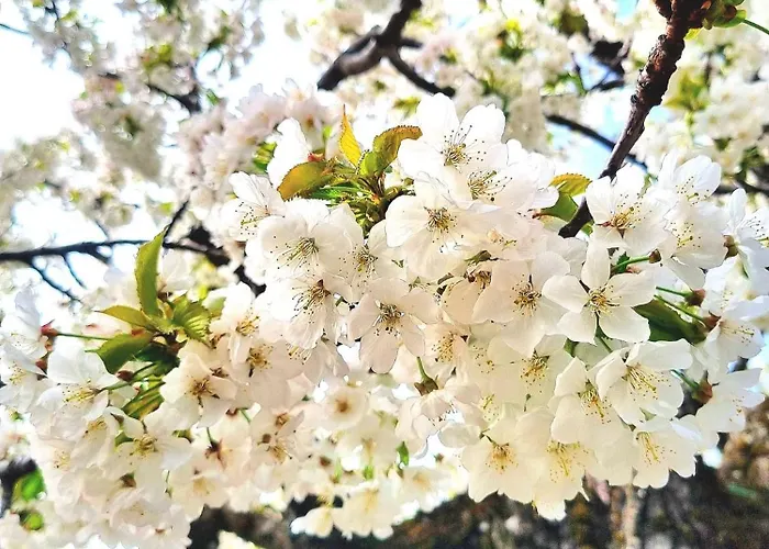 Albareilla By #cherrygredos * El Arenal