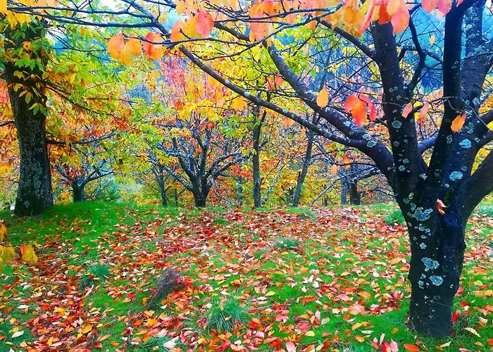 Albareilla By #cherrygredos *