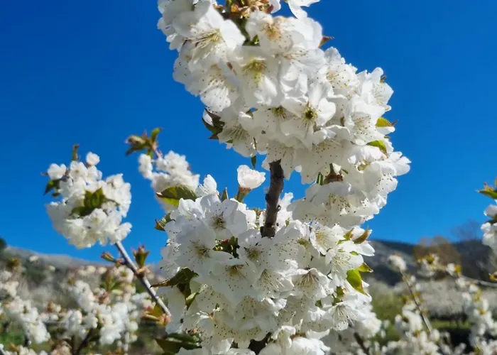 Albareilla By #cherrygredos El Arenal