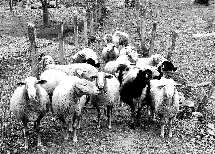 Albareilla By #cherrygredos